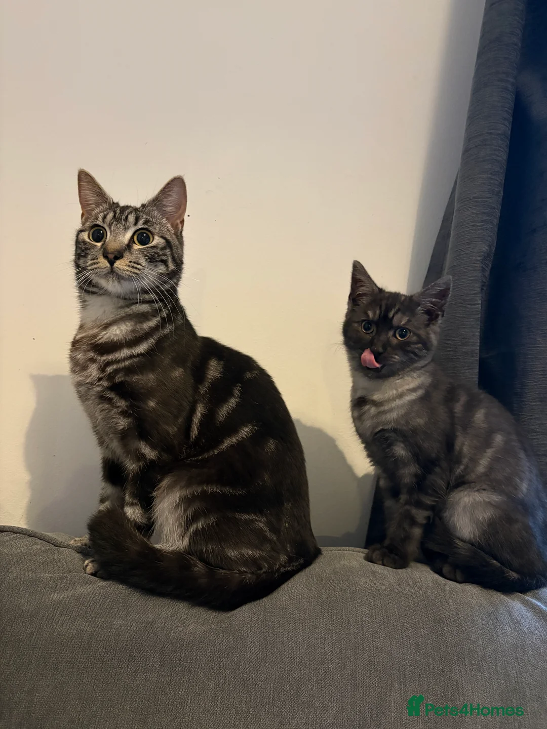 Domestic Shorthair cats for sale: Mum & Son  - Advert 3
