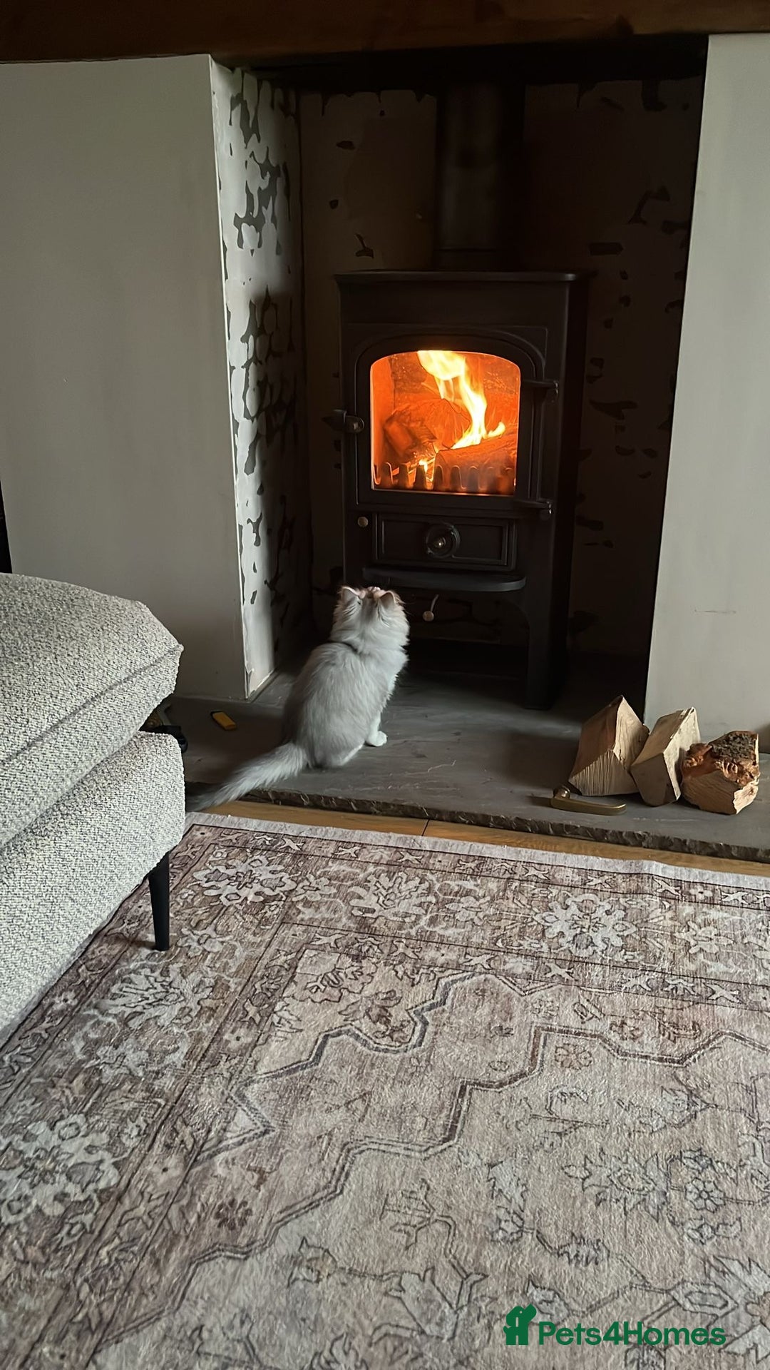 Persian cats for sale: Beautiful Persian boy  - Advert 10