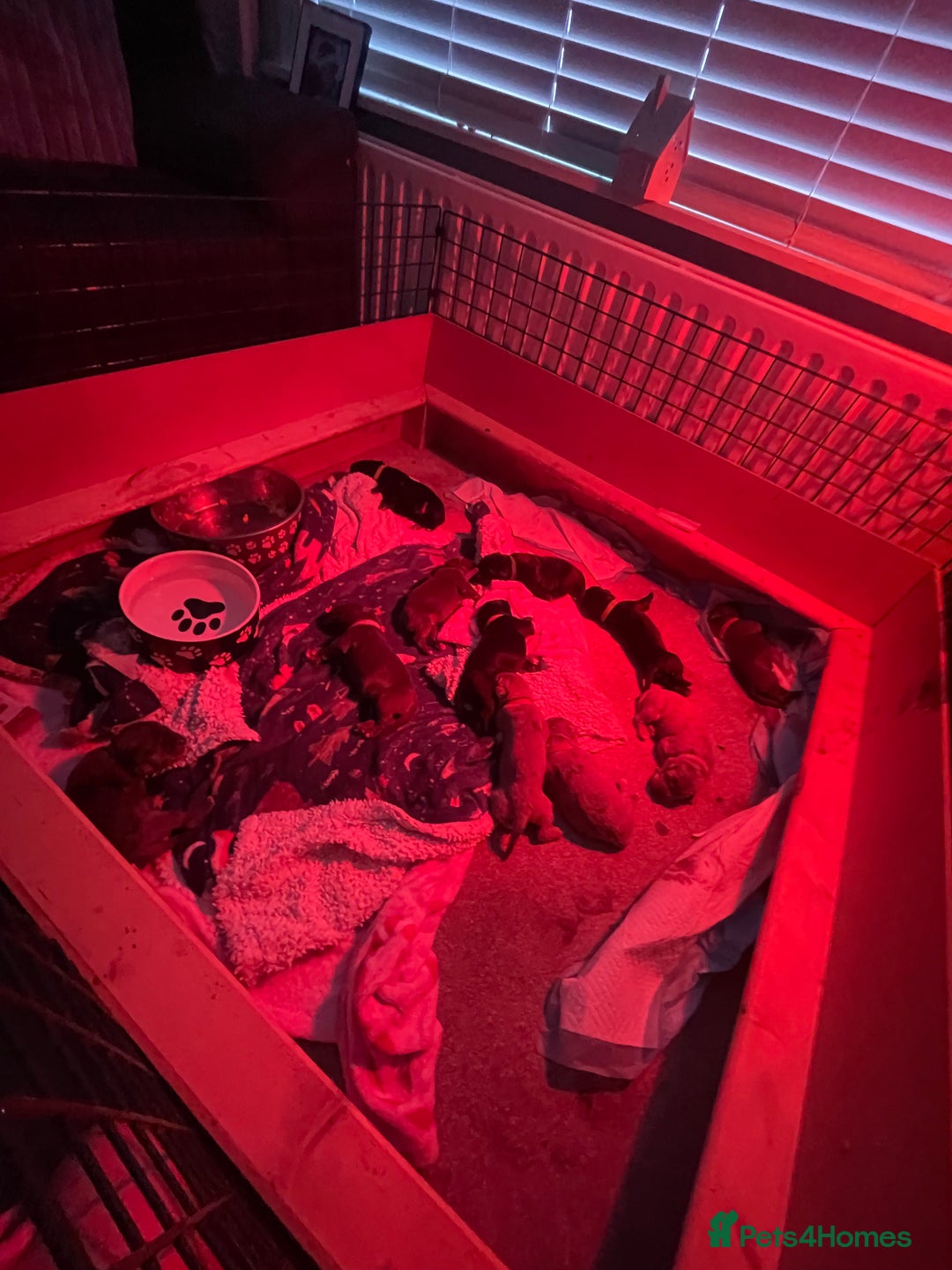 Cane Corso dogs for sale: Harlequin cane corso x pedigree cane corso puppies - Advert 2