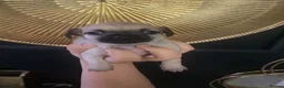 Chihuahua dogs for sale: Greyish adorable chihuahua puppies  - Advert 2