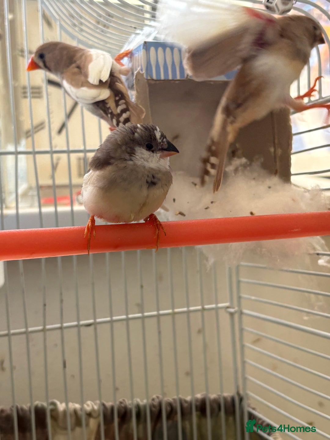 Finches birds for sale: Zebra finches - Advert 3