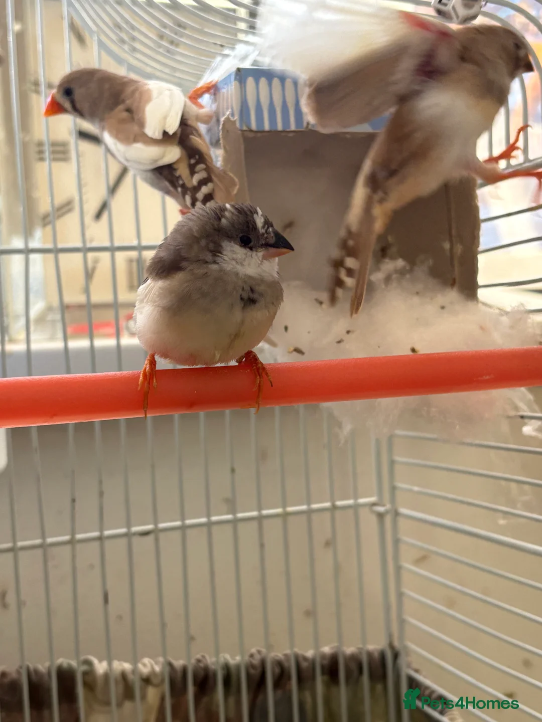 Finches birds for sale: Zebra finches - Advert 3
