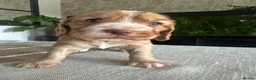 Cockapoo dogs for sale: 4 F1B cockapoo puppies  in Bacup - Advert 3