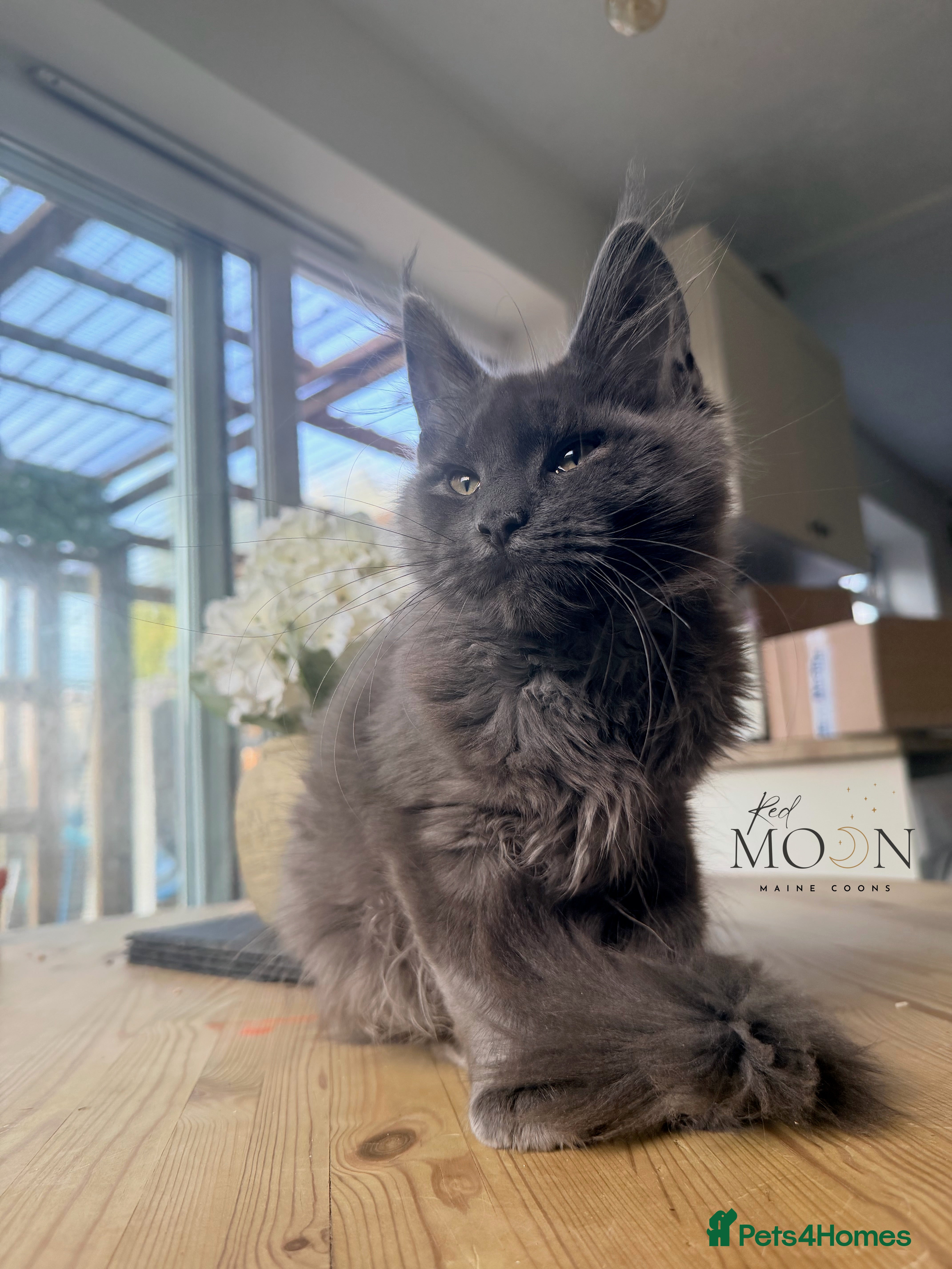 Maine Coon cats Ready now, blue smoke maine coon kitten TICA reg - Advert 2