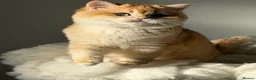 British Shorthair cats for sale: Teddy Bear 🧸 British Shorthair Golden kittens  - Advert 28