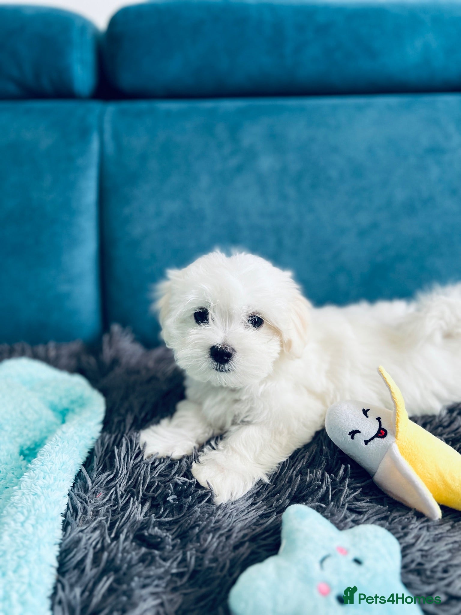 Maltese dogs Beautiful Maltese Boys. Ready for collection  - Advert 1