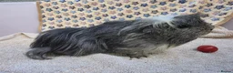 Guinea Pig rodents for sale: Guinea pig boars pet homes  in Lowestoft - Advert 3