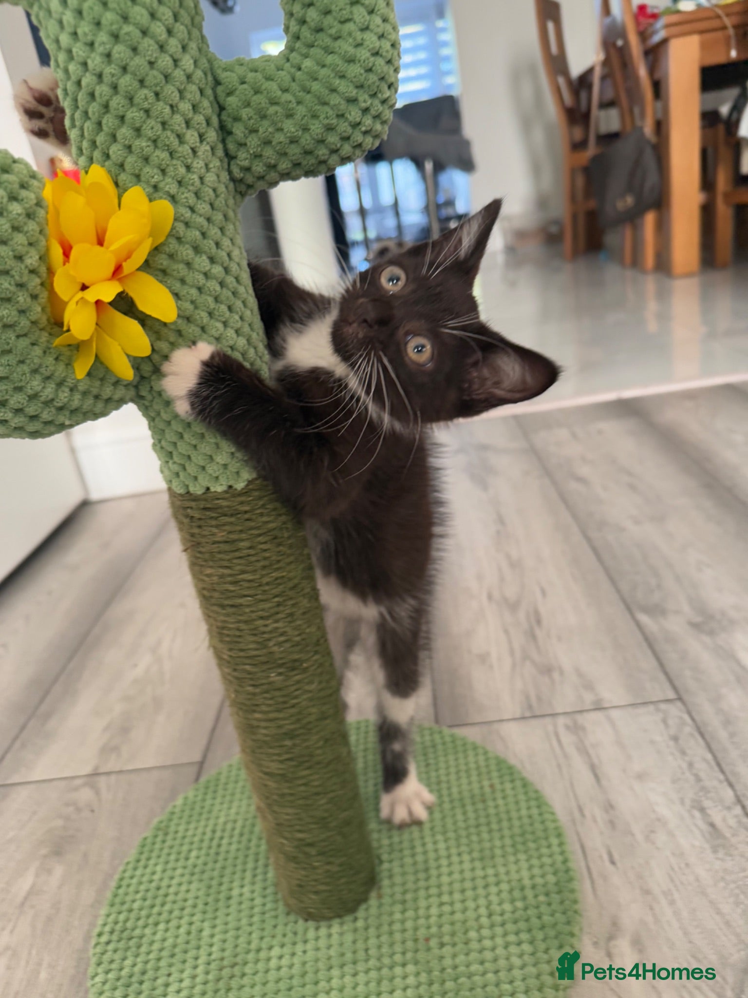 Mixed Breed cats Tabby Brown/Black Kitten - Advert 1