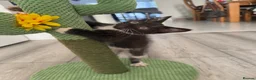 Mixed Breed cats for sale: Tabby Brown/Black Kitten - Advert 1