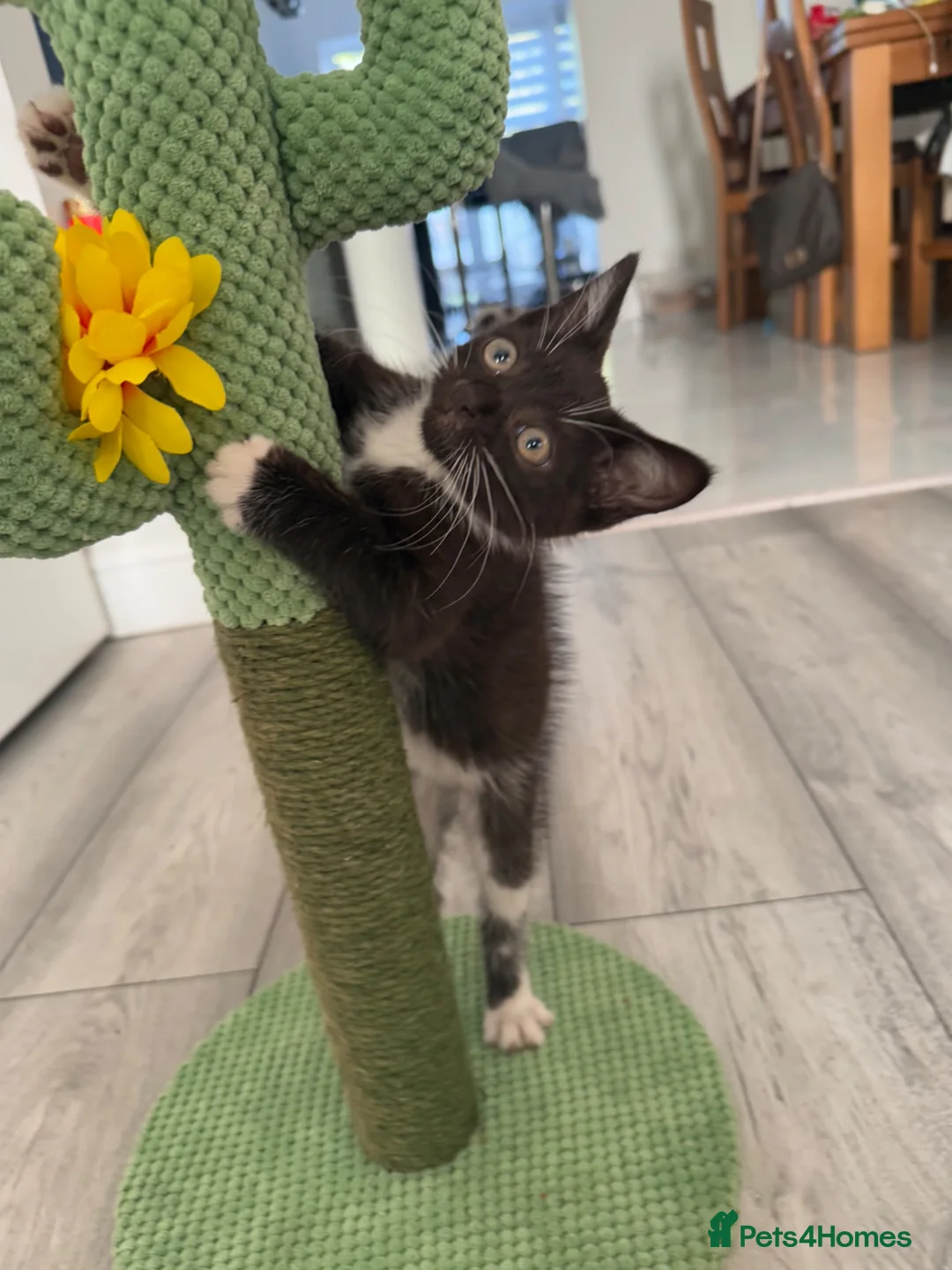Mixed Breed cats for sale: Tabby Brown/Black Kitten - Advert 1