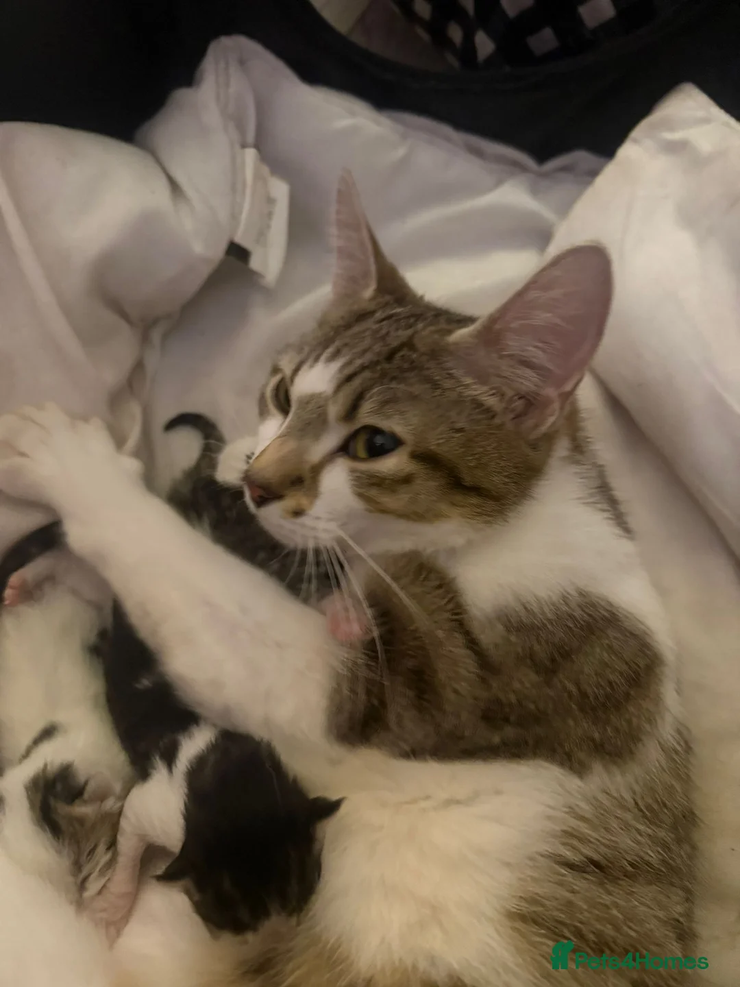 Mixed Breed cats for sale: 🐣 E A S T E R kittens🐣 - Advert 2