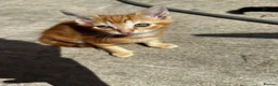 Mixed Breed cats for sale: Beautiful kittens ready for new home🐈 - Advert 5