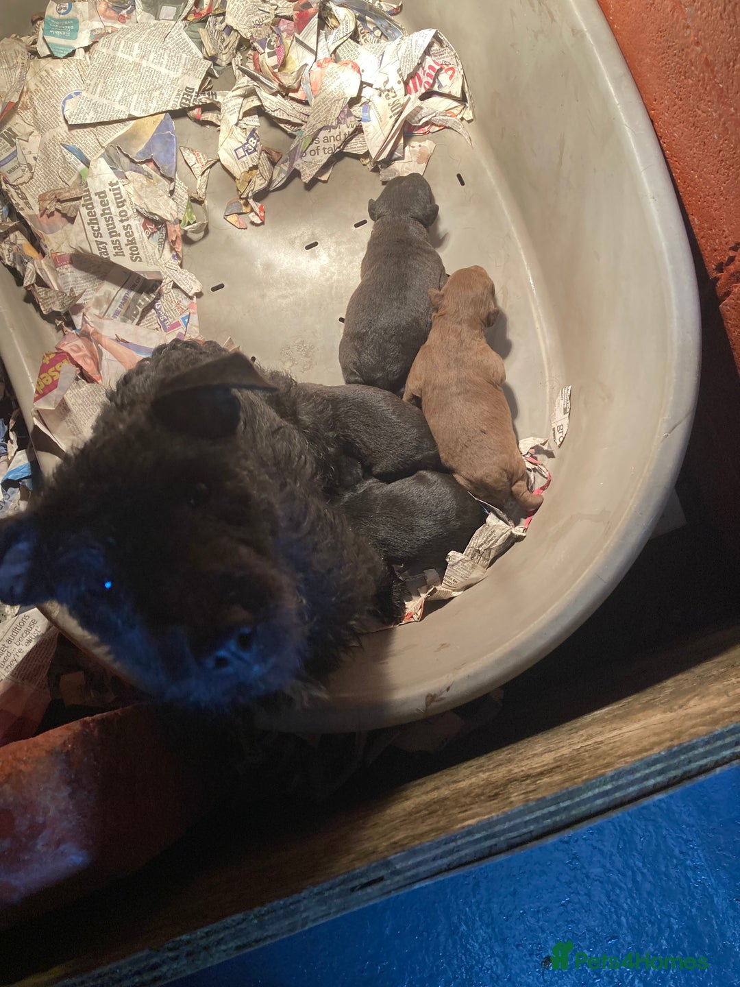 Patterdale Terrier dogs for sale: Working bred pups for sale  - Advert 1