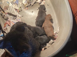 Patterdale Terrier dogs Working bred pups for sale - Advert 2