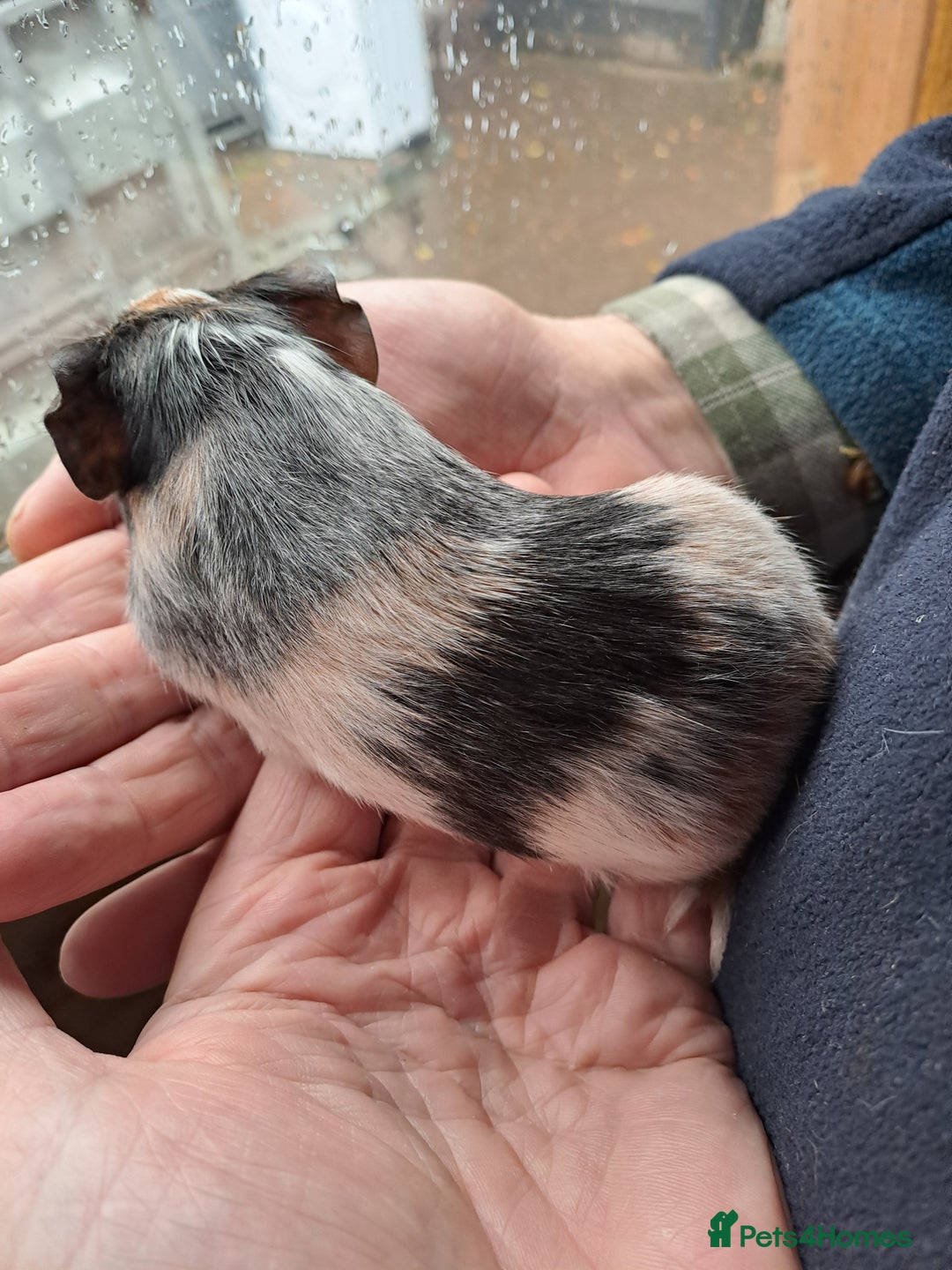 Guinea Pig rodents for sale: Baby guinea pigs for sale  - Advert 6