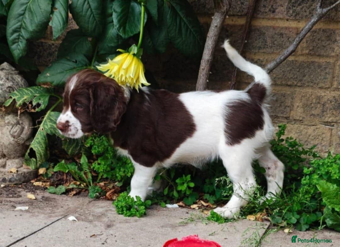 English Springer Spaniel dogs for sale: 🐾Beautiful KC Registered ES Spaniel Puppies🐾 - Image 26