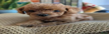 Cockapoo 6