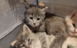 Maine Coon cats for sale: Adorable Maine coons - Image 6