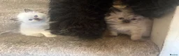 Ragdoll cats for sale: Beautiful fluffy ragdoll kittens - Advert 15