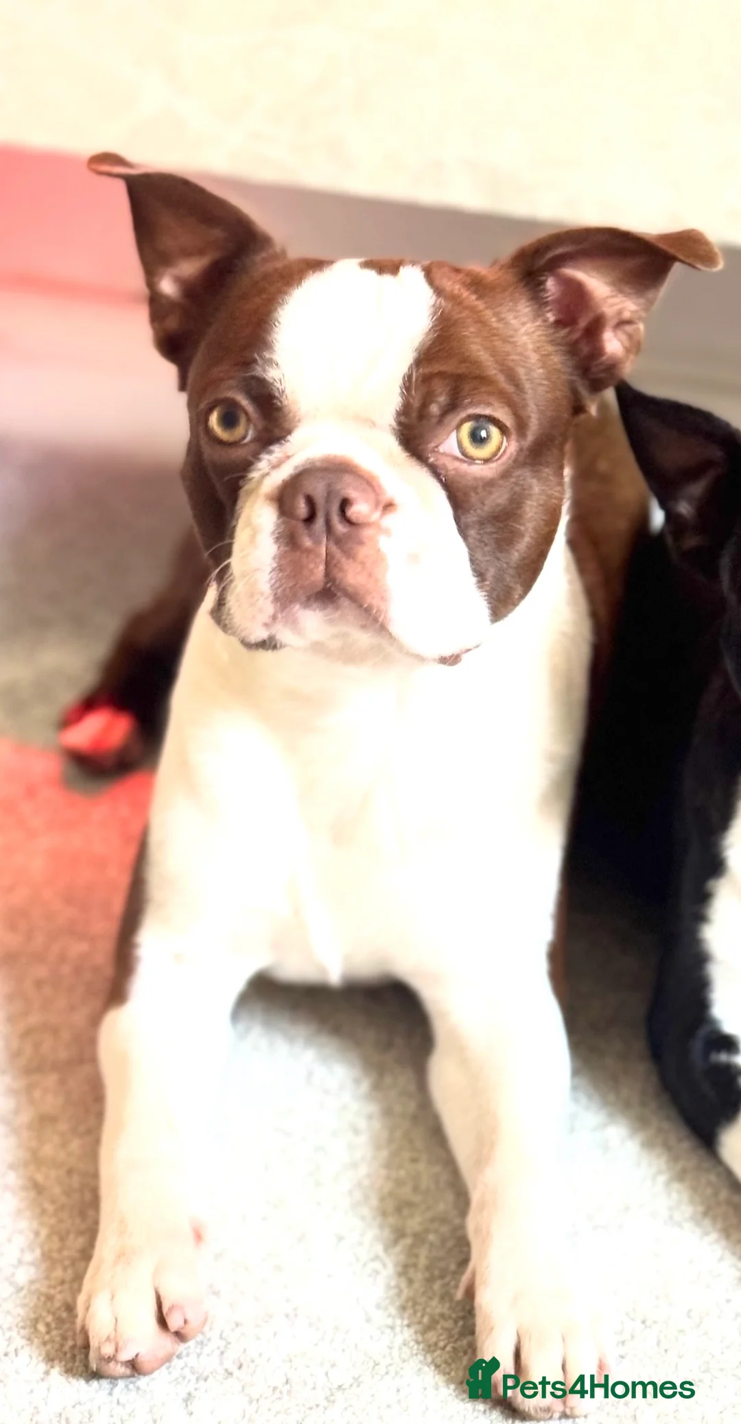 Boston Terrier dogs for stud: *KC registered proven red & white male for stud ** - Advert 1