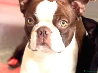 Boston Terrier dogs *KC registered proven red & white male for stud ** - Advert 7