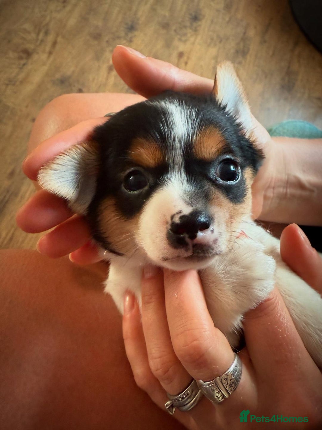 Mixed Breed dogs for sale: Chihuahua Cross Puppy - Image 2