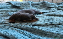 Dachshund dogs for sale: Black and Tan dachshund  - Image 1