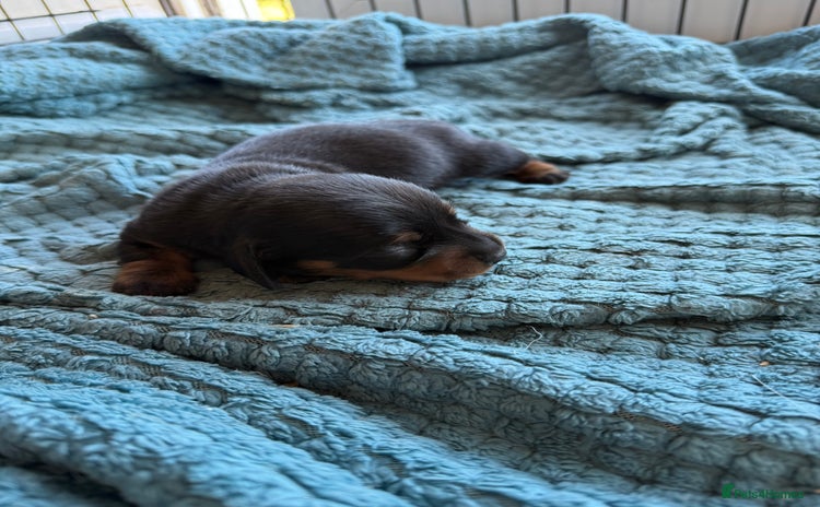 Dachshund dogs - Advert 2