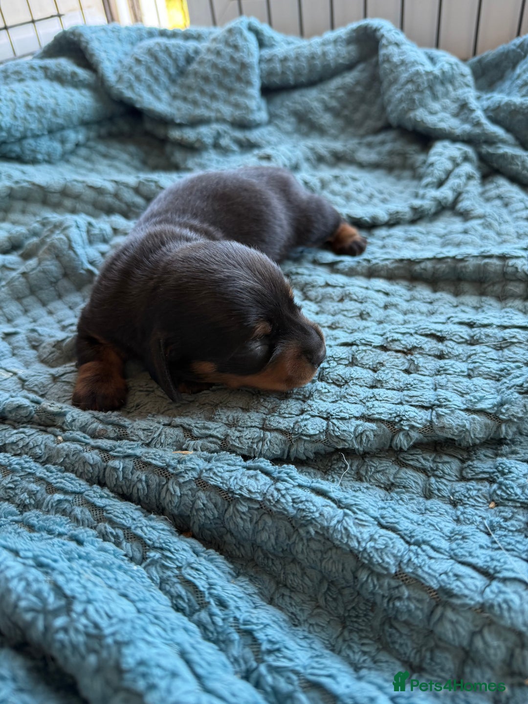 Dachshund dogs for sale: Black and Tan dachshund  - Image 1
