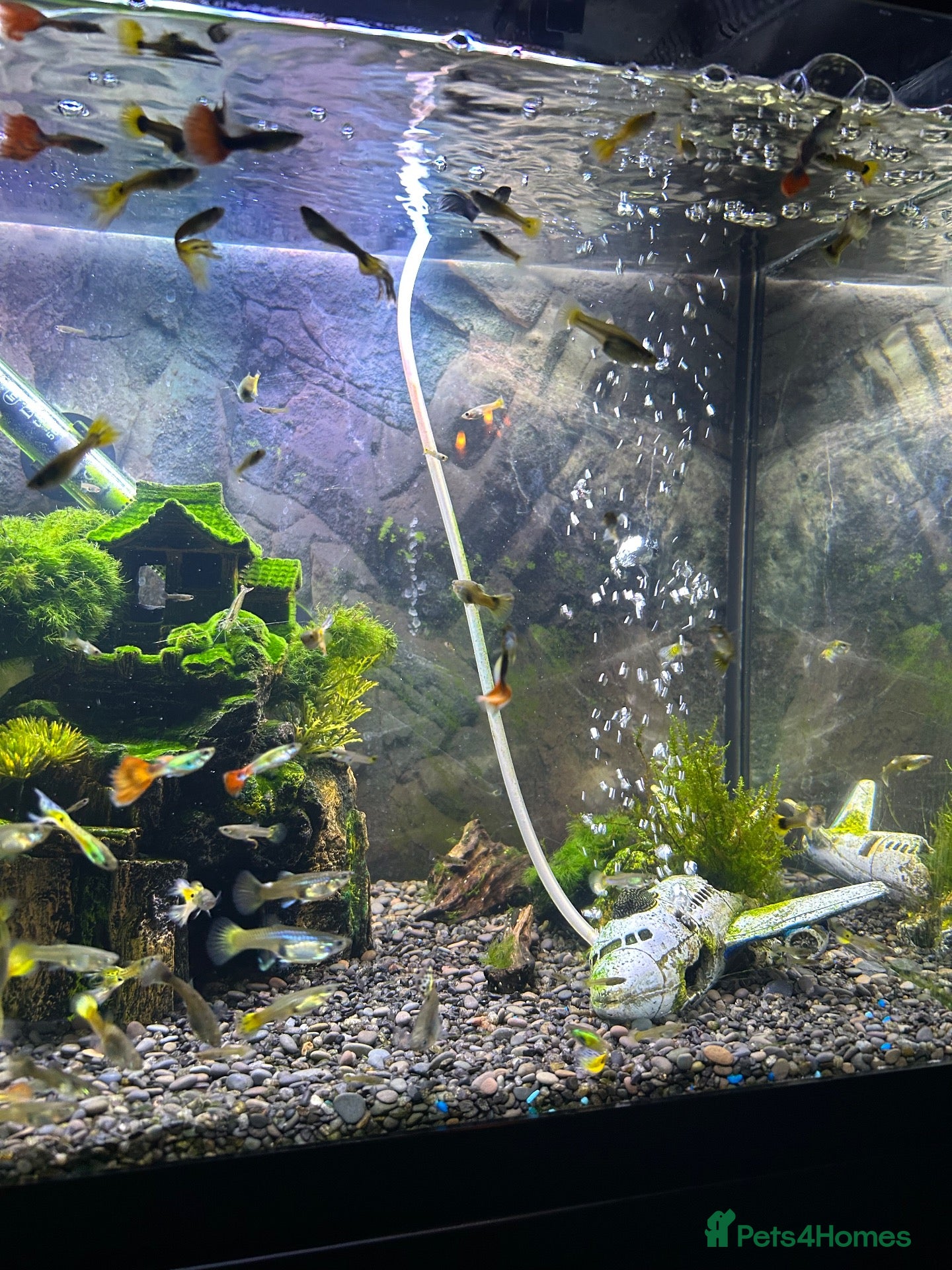 Other/Mixed Breed fish for sale: Beautiful Guppies for sale - Advert 6