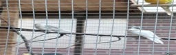 Cockatiels birds for sale: Pretty baby cockatiels with DNA - Advert 7
