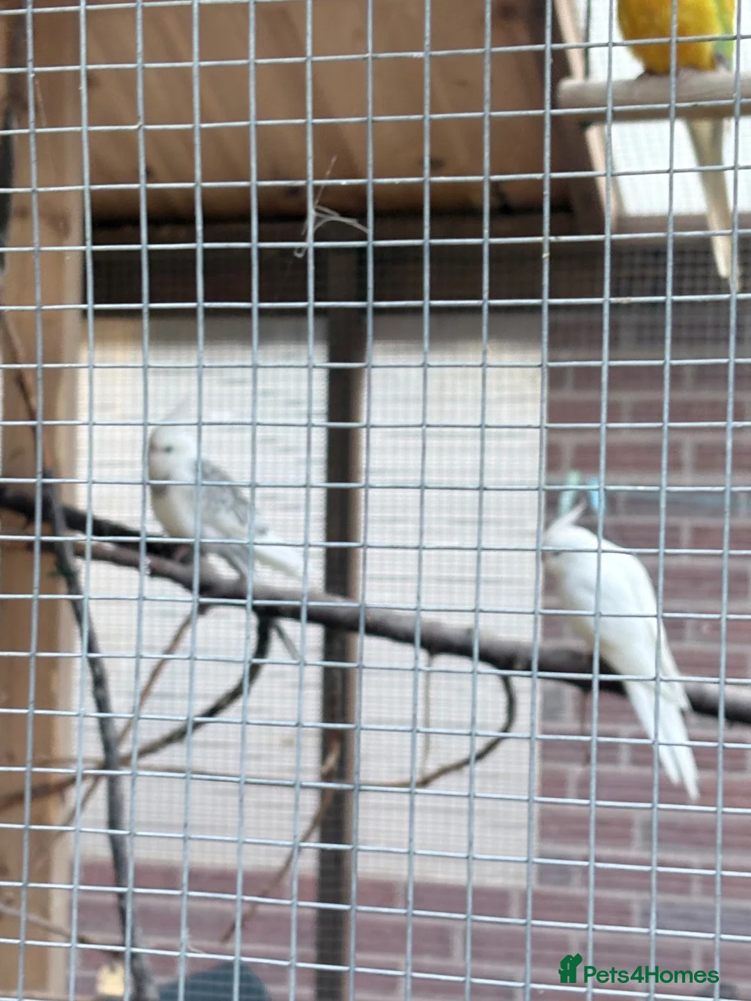 Cockatiels birds for sale: Pretty baby cockatiels with DNA - Advert 7