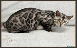 Bengal cats for sale: Silver Spotted Bengal Siblings Haja And Tala - Image 14