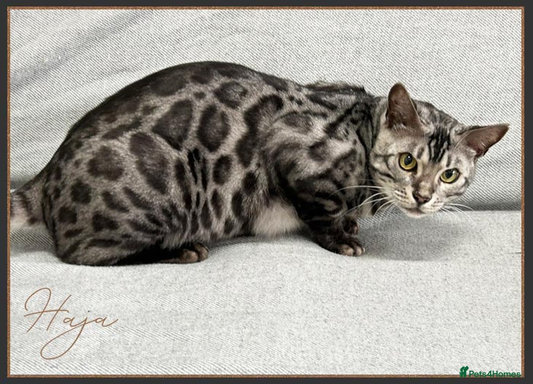 Bengal cats for sale: Silver Spotted Bengal Siblings Haja And Tala - Image 14