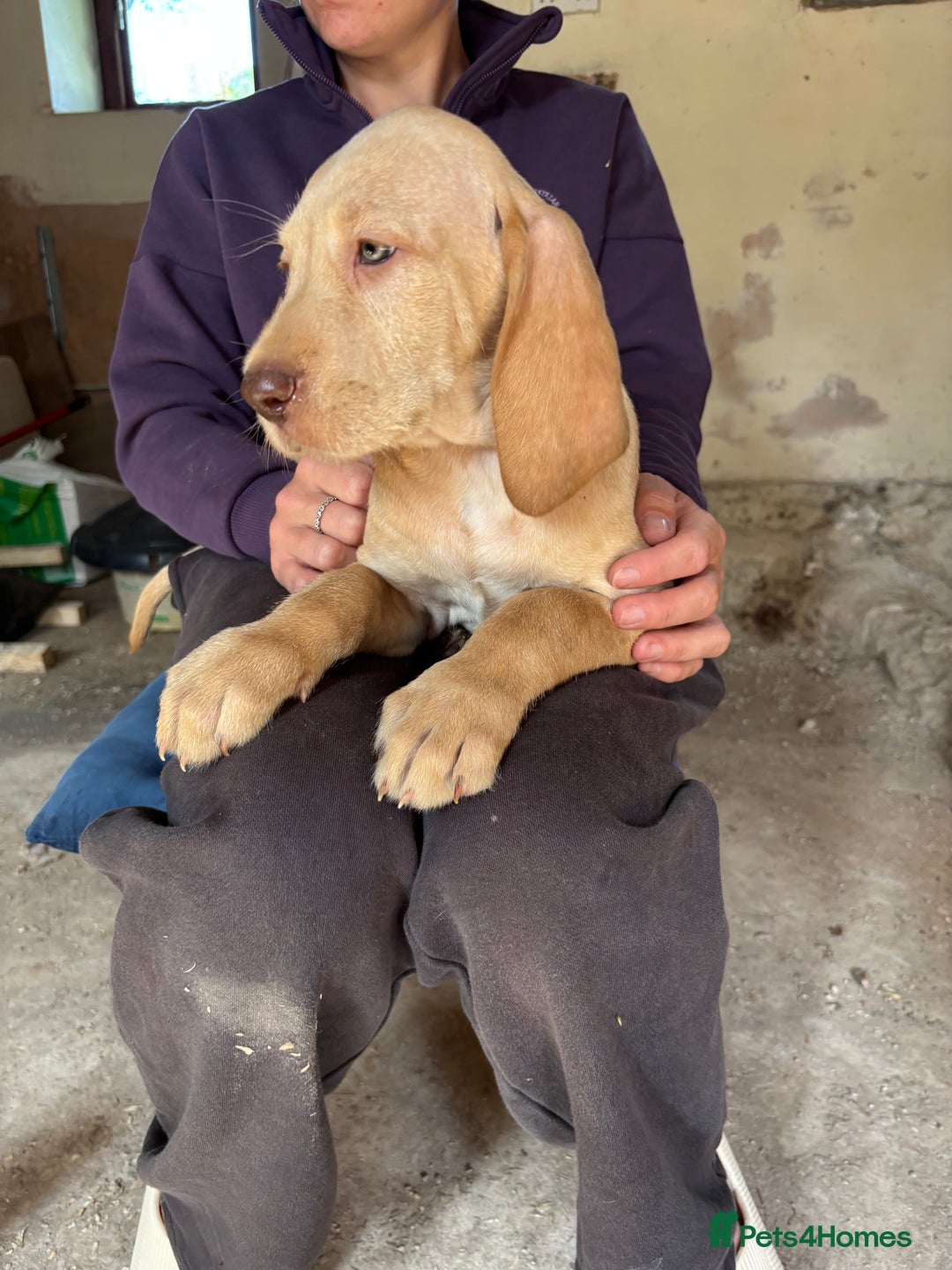 Hungarian Vizsla dogs for sale: Wire haired vizsla X  - Image 17