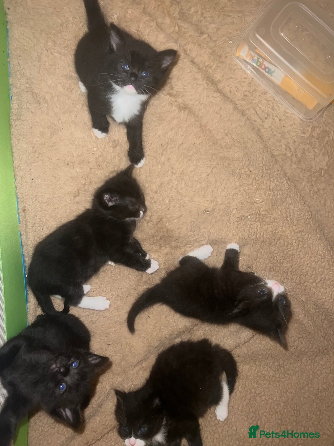 Mixed Breed cats for sale: 4 tuxedo kittens  - Advert 2