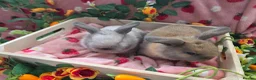 Mini Lop rabbits for sale: sooty fawn & Smoke Pearl Cashmere mini lop 8weeks - Advert 13