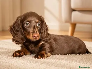 Dachshund dogs Gorgeous long haired miniature dachshund puppies - Advert 2