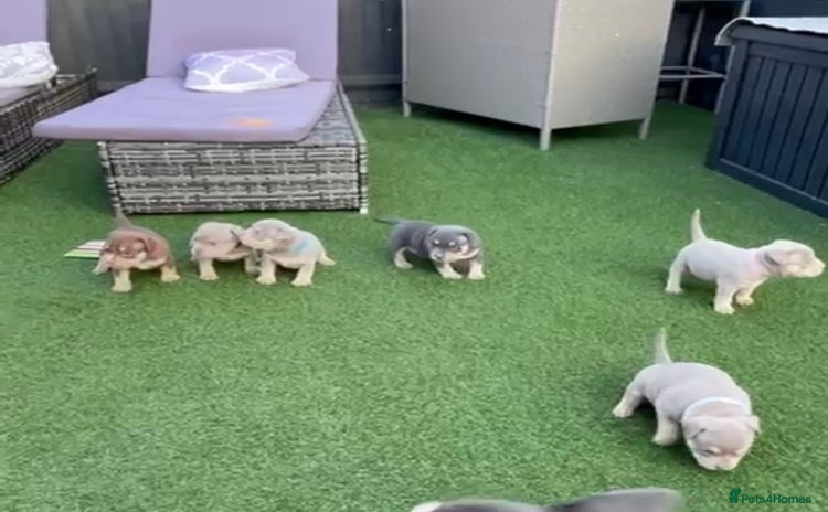 American Bully dogs - Advert 1