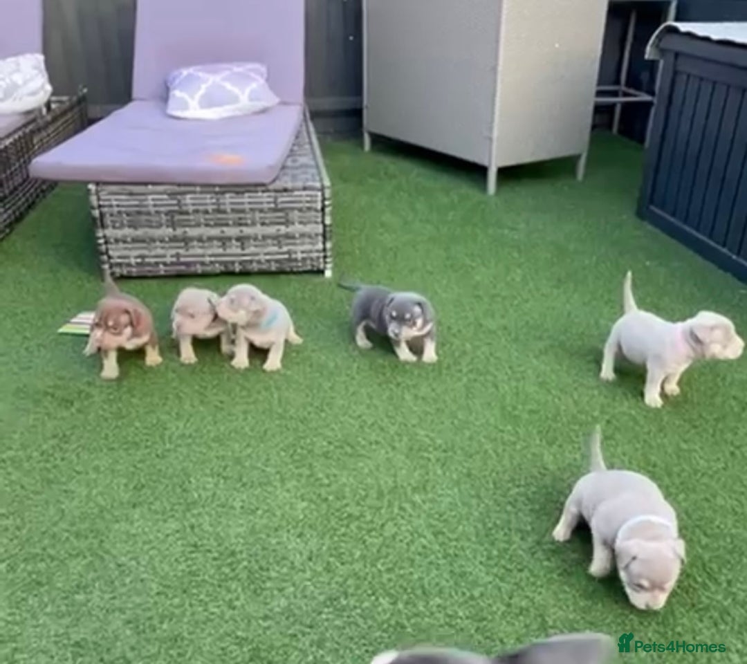 American Bully dogs for sale: Stunning pocket bully litter fully registered  - Image 1
