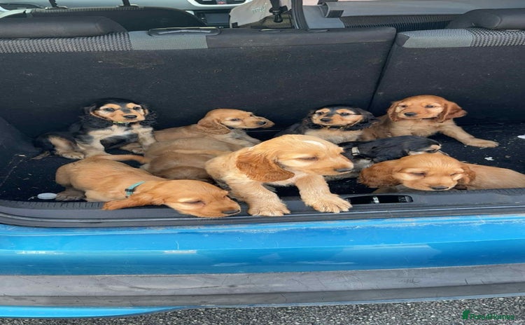 Cocker Spaniel dogs - Advert 2