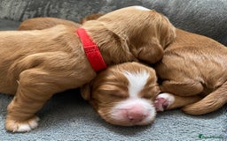 Labrador Retriever dogs for sale: 3 VERY DARK RED W/COCKER SPANIEL BOYS AVAILABLE  - Image 1
