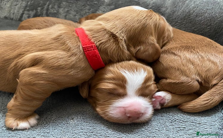 Labrador Retriever dogs - Advert 1