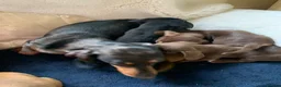 Dachshund dogs for sale: Lola’s puppy’s  - Advert 5