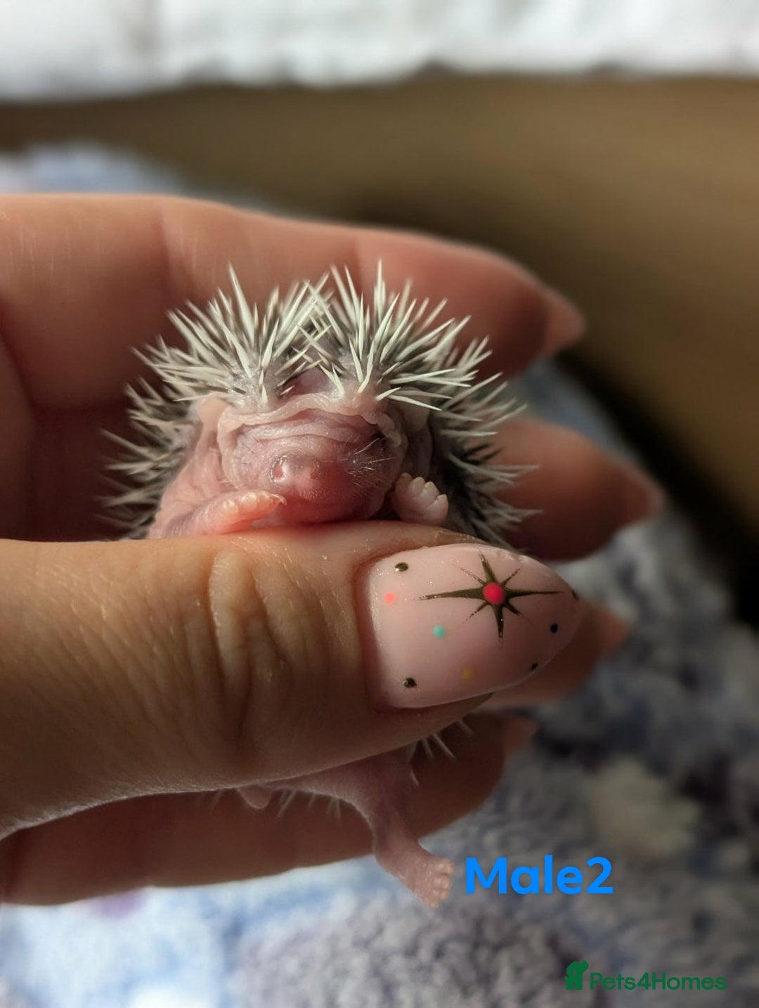 Pygmy Hedgehog rodents for sale: Gorgeous APH hedgehogs  - Image 5