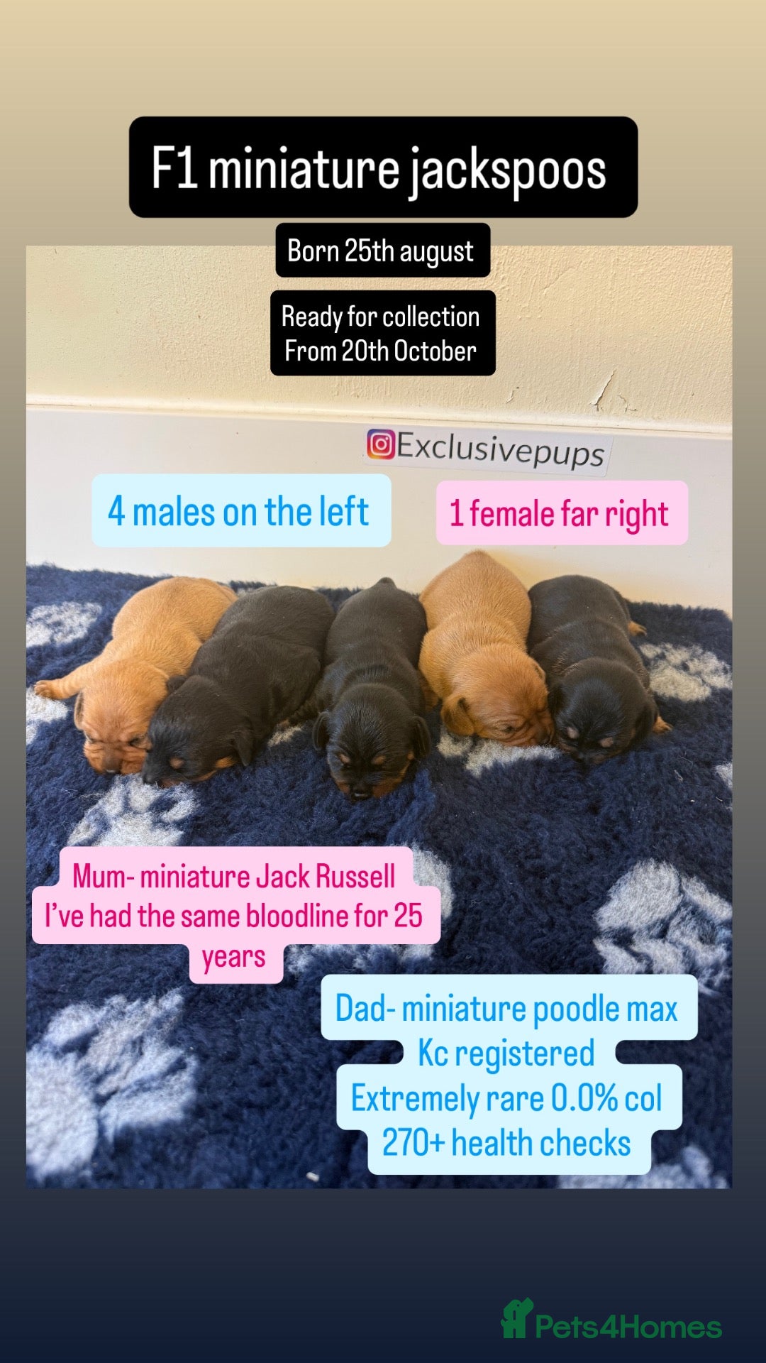 Jackapoo dogs F1 miniature jackspoos  - Advert 2