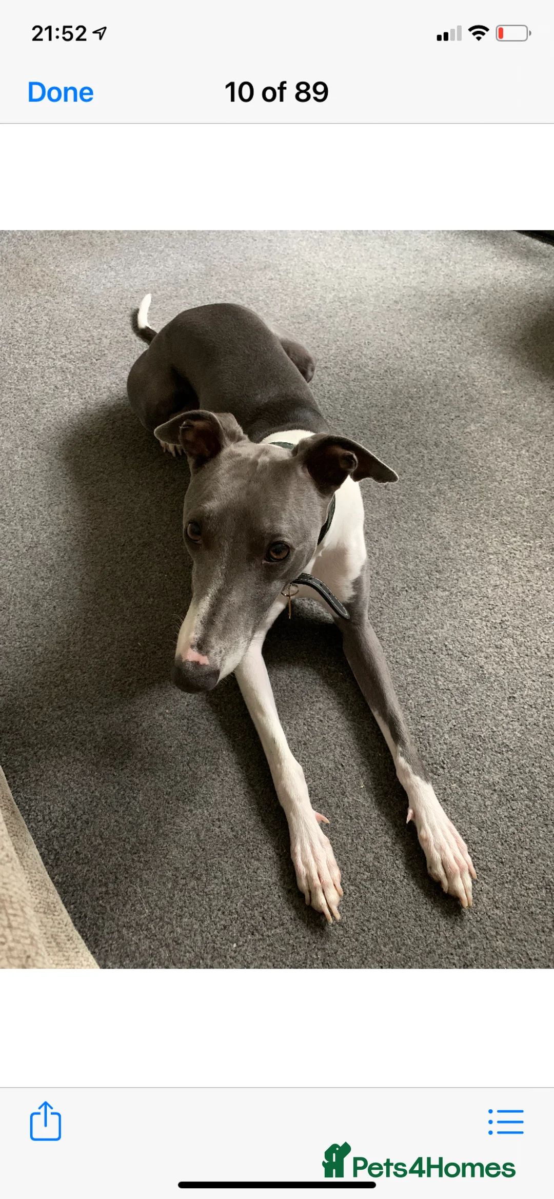 Whippet dogs for stud: Blue whippet for stud in Rochdale - Advert 7