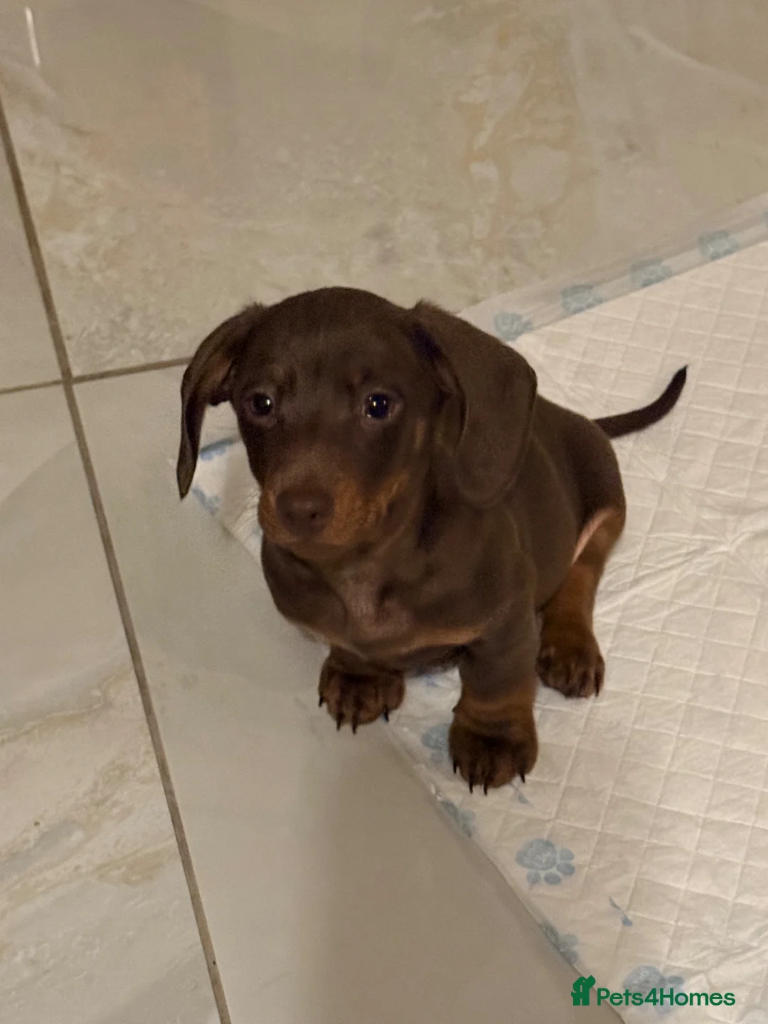 Miniature Dachshund dogs for sale: Miniature dachshund TWO AVAILABLE  - Advert 2