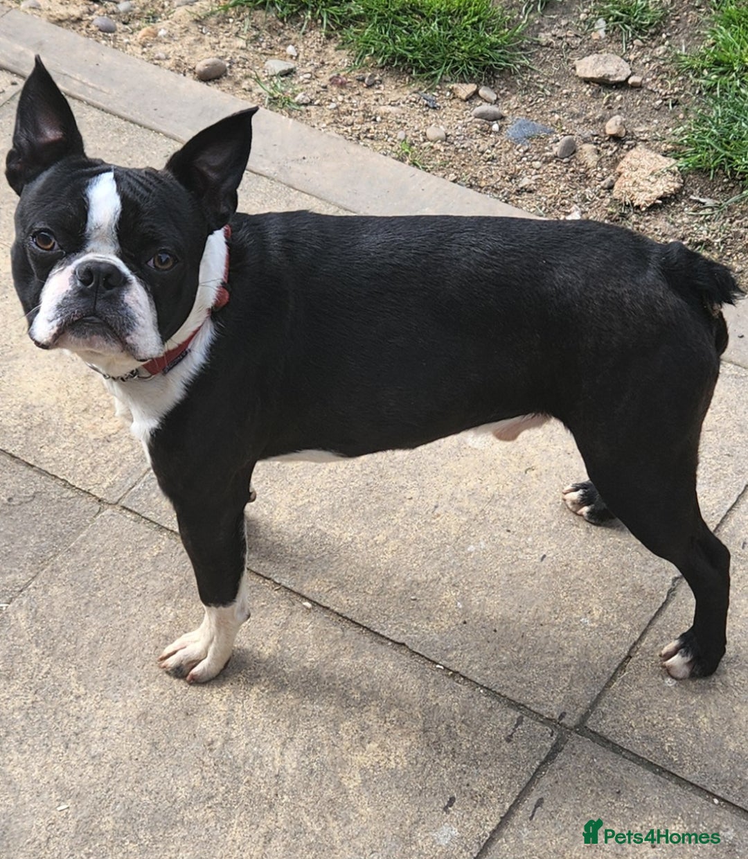 Boston Terrier dogs for stud: Stunning Proven KC Boston Terrier stud dog in Leeds - Image 2