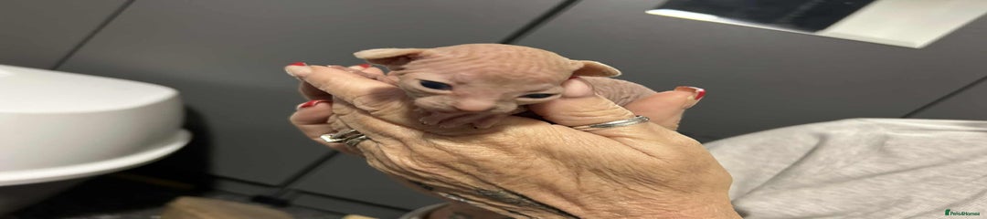 Sphynx Kitten 4